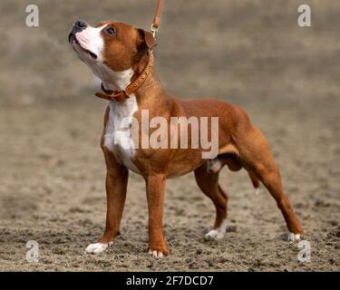 Staffordshire Bull Terrier Stock Photo