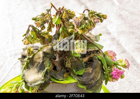 Blossfeld's damaged Kalanchoe houseplant withers in a pot on the table Stock Photo