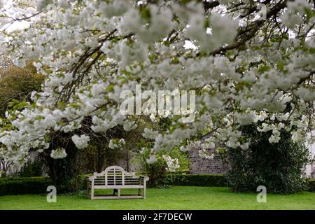 wooden seat,lutyens bench,seat,seating,garden feature,formal garden,Prunus shirotae,Mount Fuji Cherry, prunus mount fuji,flowering cherry,white,flower Stock Photo