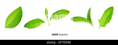 Realistic fresh mint tea green leaves on white background, tea and herb Stock Vector