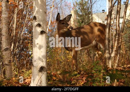 A young deer wanders among birch trees in Mont Tremblant, Quebec, Canada, during the autumn of 2017. Stock Photo