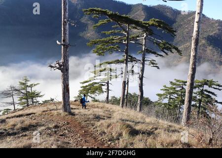 Pine trees between which the hiker on trail descends into a misty valley Stock Photo