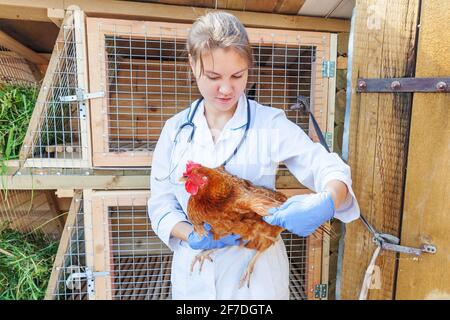 Happy young veterinarian woman with stethoscope holding and examining chicken on ranch background. Hen in vet hands for check up in natural eco farm Stock Photo