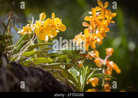 One young green iguana eating a yellow flower Singapore. Stock Photo