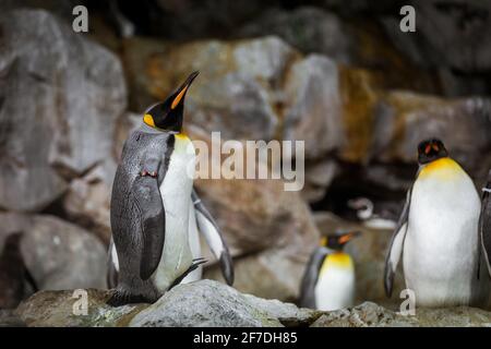 Three king penguins standing on rocks. Stock Photo