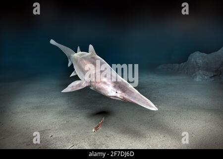 Deep sea goblin shark,  Mitsukurina owstoni, hunting lantern fish in the deep sea. Stock Photo