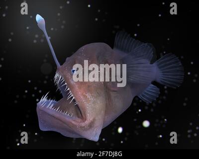 Deep sea angler fish, Melanocetus johnsonii Stock Photo