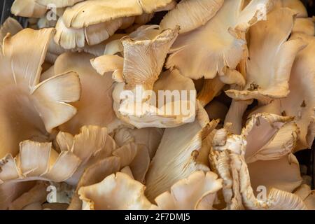 Oyster mushrooms for sales in turkish market in Antalya, Turkey Stock Photo