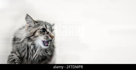 Portrait of a gray aggressive Siberian cat close-up. The cat growls aggressively, showing its fangs. Copy space, banner. Stock Photo