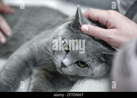 gray British shorthair cat lay in the owner's arms. Hands are stroking a gray, lop-eared Briton. A purebred animal. Stock Photo