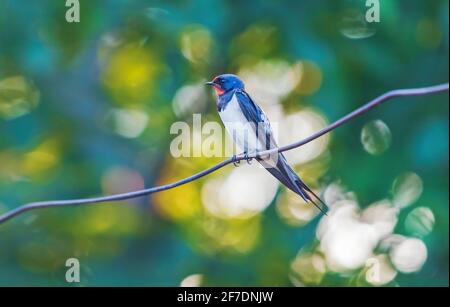 beautiful bird sitting on a wire Stock Photo