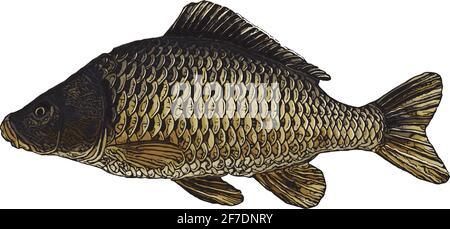Carp colored Vector Illustration Stock Vector