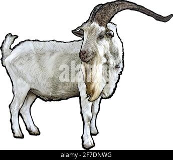 The Ram colored vector Illustration isolated on white Background Stock Vector