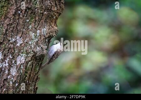 Close up of Treecreeper bird on trunk of old tree Stock Photo