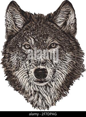 wolf head - colored vector illustration Stock Vector