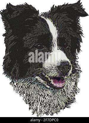 Border Collie dog vector illustration isolated on white background Stock Vector
