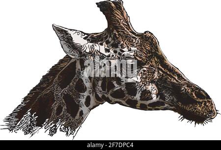 giraffe head vector illustration on white background Stock Vector