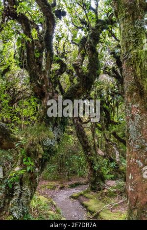 Rainforest near Mt. Taranaki in Egmont National Park, North Island of New Zealand Stock Photo