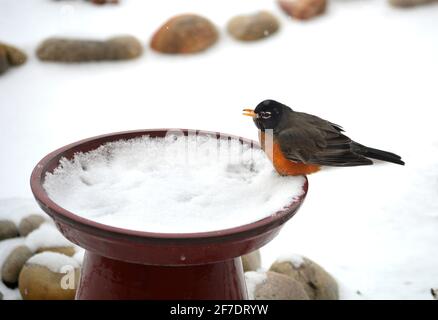 A robin eats snow on a birdbath filled with snow. Stock Photo