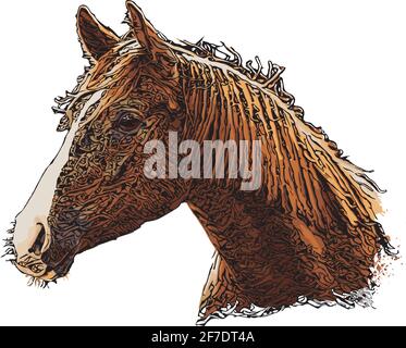 Horse head vector illustration on white background Stock Vector