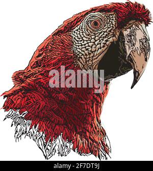 parrot head vector illustration on white background Stock Vector