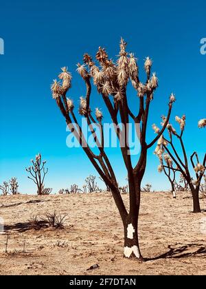 Mohave National Preserve Cima Dome November 2020 forest fire burned 43,273 acres and now a graveyard of Joshua tree skeletons. 1.3 million Joshua trees were killed in the fire. Mohave National Preserve, California February 6, 2021. Photo by Jennifer Graylock-Graylock.com Stock Photo