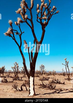 Mohave National Preserve Cima Dome November 2020 forest fire burned 43,273 acres and now a graveyard of Joshua tree skeletons. 1.3 million Joshua trees were killed in the fire. Mohave National Preserve, California February 6, 2021. Photo by Jennifer Graylock-Graylock.com Stock Photo