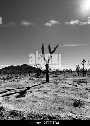 Mohave National Preserve Cima Dome November 2020 forest fire burned 43,273 acres and now a graveyard of Joshua tree skeletons. 1.3 million Joshua trees were killed in the fire. Mohave National Preserve, California February 6, 2021. Photo by Jennifer Graylock-Graylock.com Stock Photo