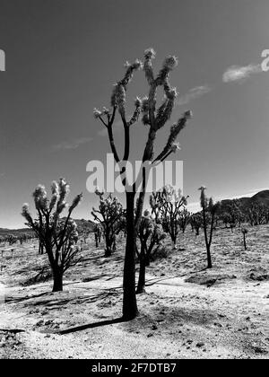 Mohave National Preserve Cima Dome November 2020 forest fire burned 43,273 acres and now a graveyard of Joshua tree skeletons. 1.3 million Joshua trees were killed in the fire. Mohave National Preserve, California February 6, 2021. Photo by Jennifer Graylock-Graylock.com Stock Photo