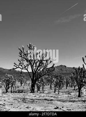 Mohave National Preserve Cima Dome November 2020 forest fire burned 43,273 acres and now a graveyard of Joshua tree skeletons. 1.3 million Joshua trees were killed in the fire. Mohave National Preserve, California February 6, 2021. Photo by Jennifer Graylock-Graylock.com Stock Photo