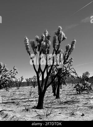 Mohave National Preserve Cima Dome November 2020 forest fire burned 43,273 acres and now a graveyard of Joshua tree skeletons. 1.3 million Joshua trees were killed in the fire. Mohave National Preserve, California February 6, 2021. Photo by Jennifer Graylock-Graylock.com Stock Photo