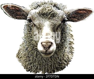 sheep head vector illustration isolated on white background Stock Vector