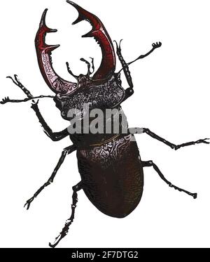 Stag beetle vector illustration isolated on white background Stock Vector