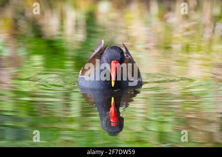 Moorhen (Gallinula Chloropus) with reflection on water, UK Stock Photo