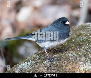 Junco bird standing on  moss with a blur background and enjoying its environment and habitat in the forest. Image. Picture. Portrait. Photo. Stock Photo