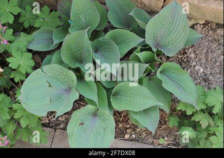 Foliage of Hosta Purple Haze, destroyed by hail in a garden in May Stock Photo