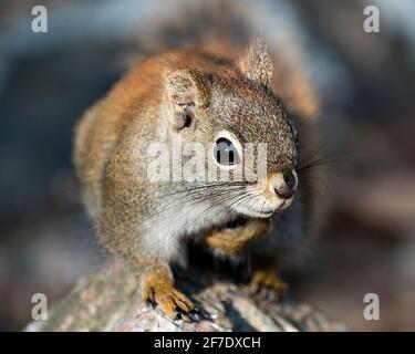 Squirrel head close-up front view sitting on a rock with a blur background in its environment and habitat. Image. Picture. Portrait. Stock Photo