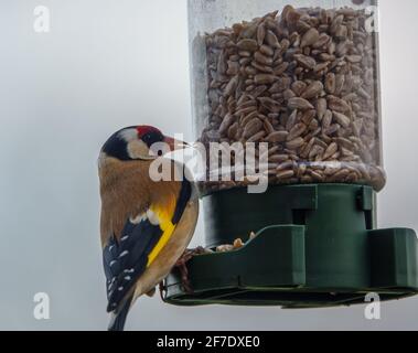 close up of a goldfinch dining out on bird feeder sun flower heart seeds Stock Photo