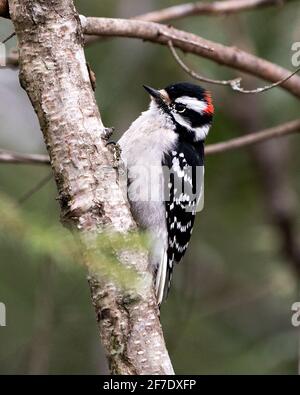 Woodpecker male close-up image climbing tree branch and displaying feather plumage in its environment and habitat in the forest with a blur background Stock Photo