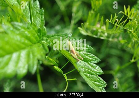 Small grasshopper sitting on grass. Stock Photo