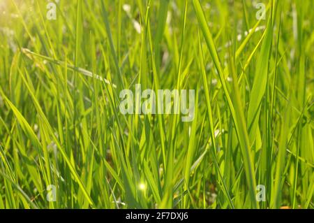 Green grass in sunbeams. Soft focus. Abstract nature background. Stock Photo