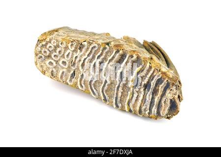 Mammoth tooth isolated on a white background (30,000 years old) Stock Photo
