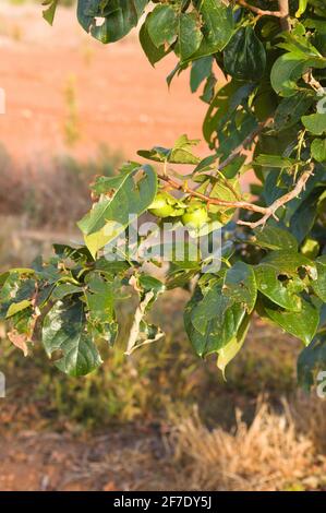 Close-up of some branches of a persimmon tree that has suffered a hail storm and presents the leaves and fruits with injuries from the fallen ice Stock Photo