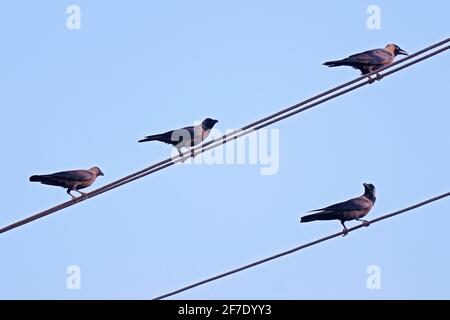 group of crow birds are sitting on an electric line Stock Photo