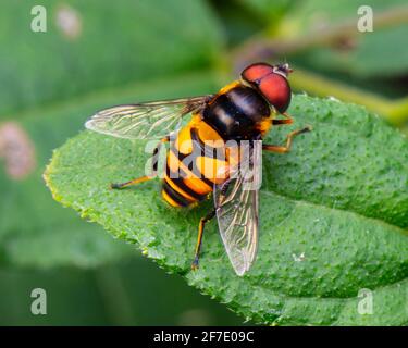 A hoverfly, Syrphidae, perched on a leaf. Stock Photo