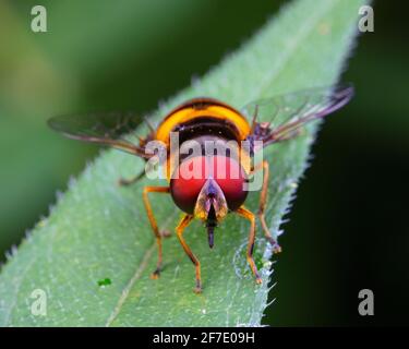 A hoverfly, Syrphidae, perched on a leaf. Stock Photo