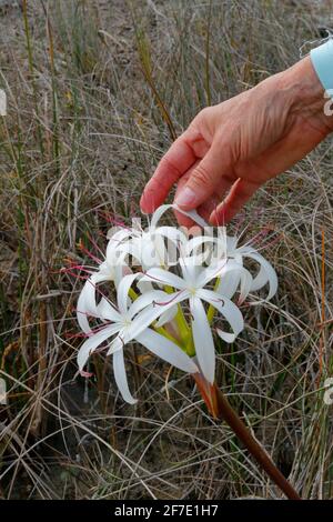 String Lily, crinum americanum, growing in the Florida everglades. Stock Photo