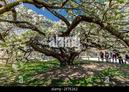Paris, France - March 31, 2021: Beautiful blooming white cherry blossom tree in Jardin des plantes in Paris in sunny spring march day Stock Photo