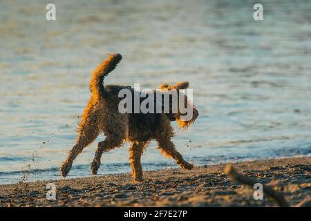 Airedale Terrier playing and searching for things on the beach. Playful Airedale running away with drops splashing around and sand into the air. Stock Photo