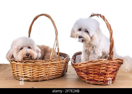 Two cute poodle dogs resting in rattan basket bed on wooden floor Stock Photo